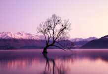 Like a Tree” Planted by the Waters”